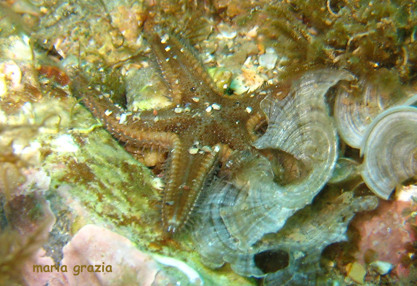 Astropecten spinulosus (Philippi, 1837)